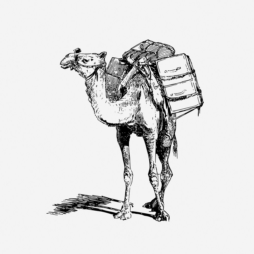 Laden camel drawing, animal-powered transport illustration. Free public domain CC0 image.