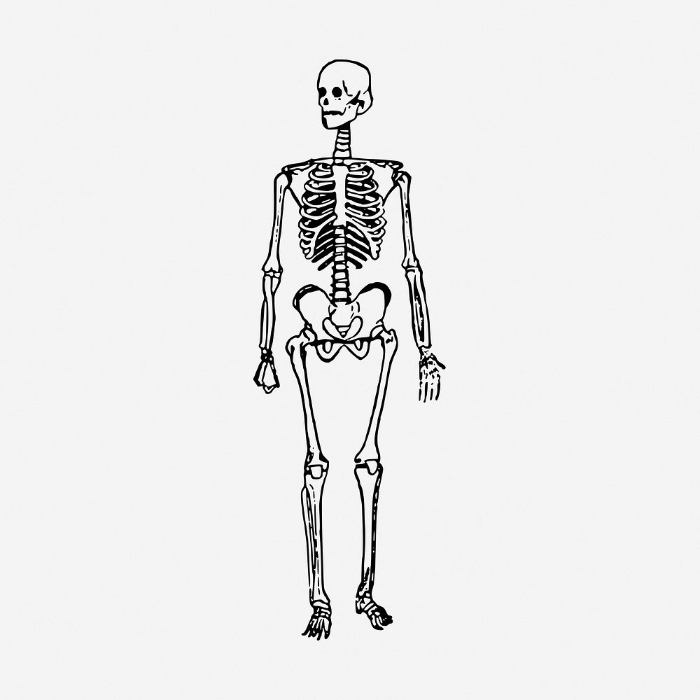 Skeleton drawing, Halloween vintage illustration. Free public domain CC0 image.