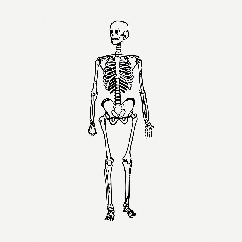 Skeleton drawing, Halloween vintage illustration psd. Free public domain CC0 image.
