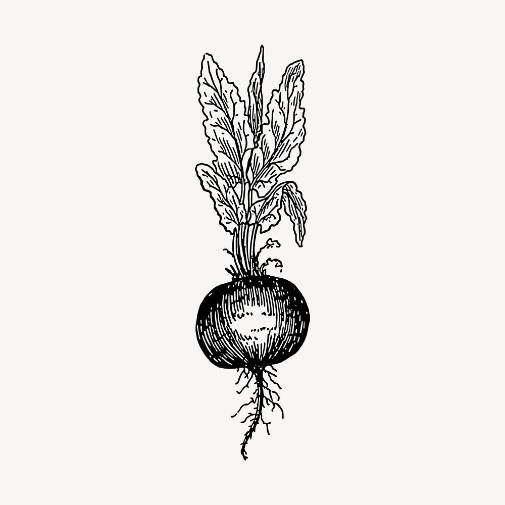 Beetroot clipart, vintage vegetable illustration vector. Free public domain CC0 image.