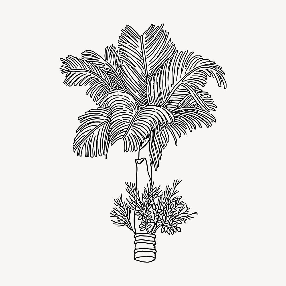 Betel palm tree clipart, vintage botanical illustration vector. 