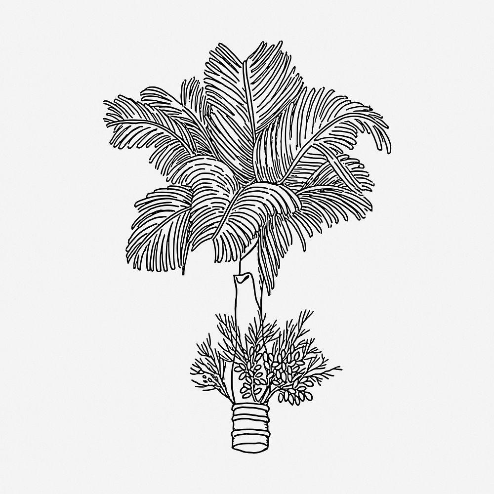 Betel palm tree drawing, plant | Free Photo - rawpixel