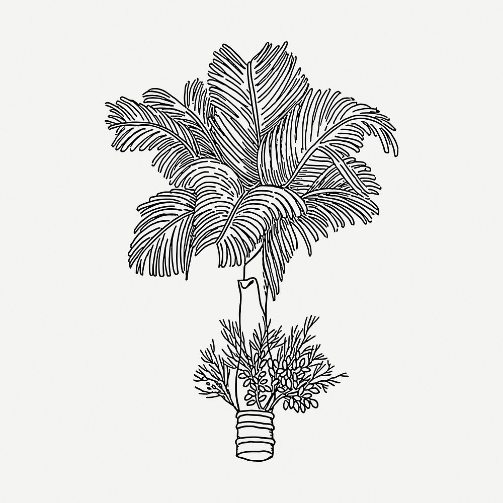 Betel palm tree drawing, botanical vintage illustration psd. Free public domain CC0 image.