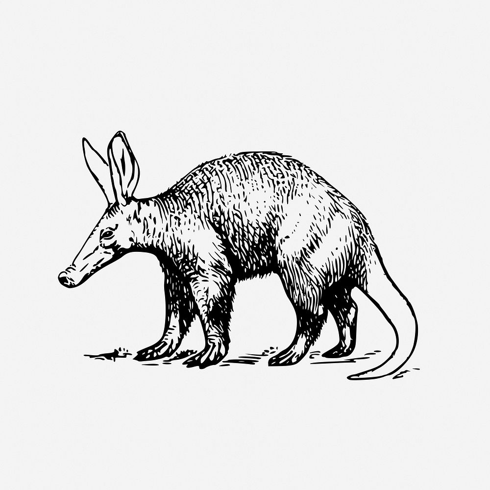 Aardvark drawing, animal vintage illustration. Free public domain CC0 image.