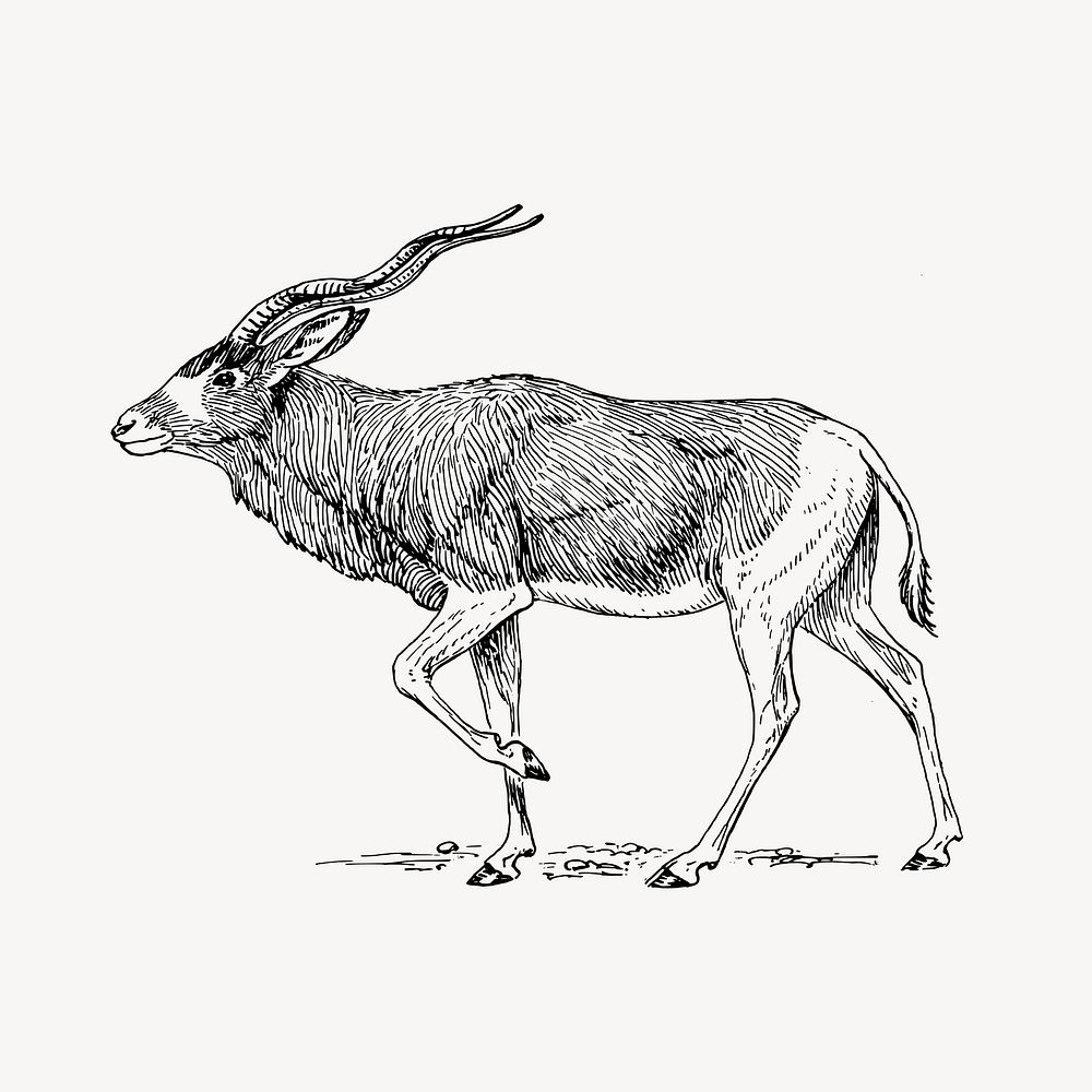 Addax antelope clipart, vintage animal illustration vector. Free public domain CC0 image.