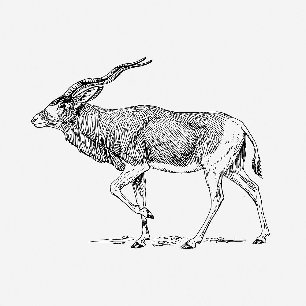 Addax antelope drawing, animal vintage illustration. Free public domain CC0 image.