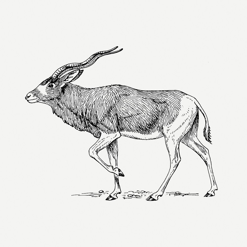 Addax antelope drawing, animal vintage illustration psd. Free public domain CC0 image.