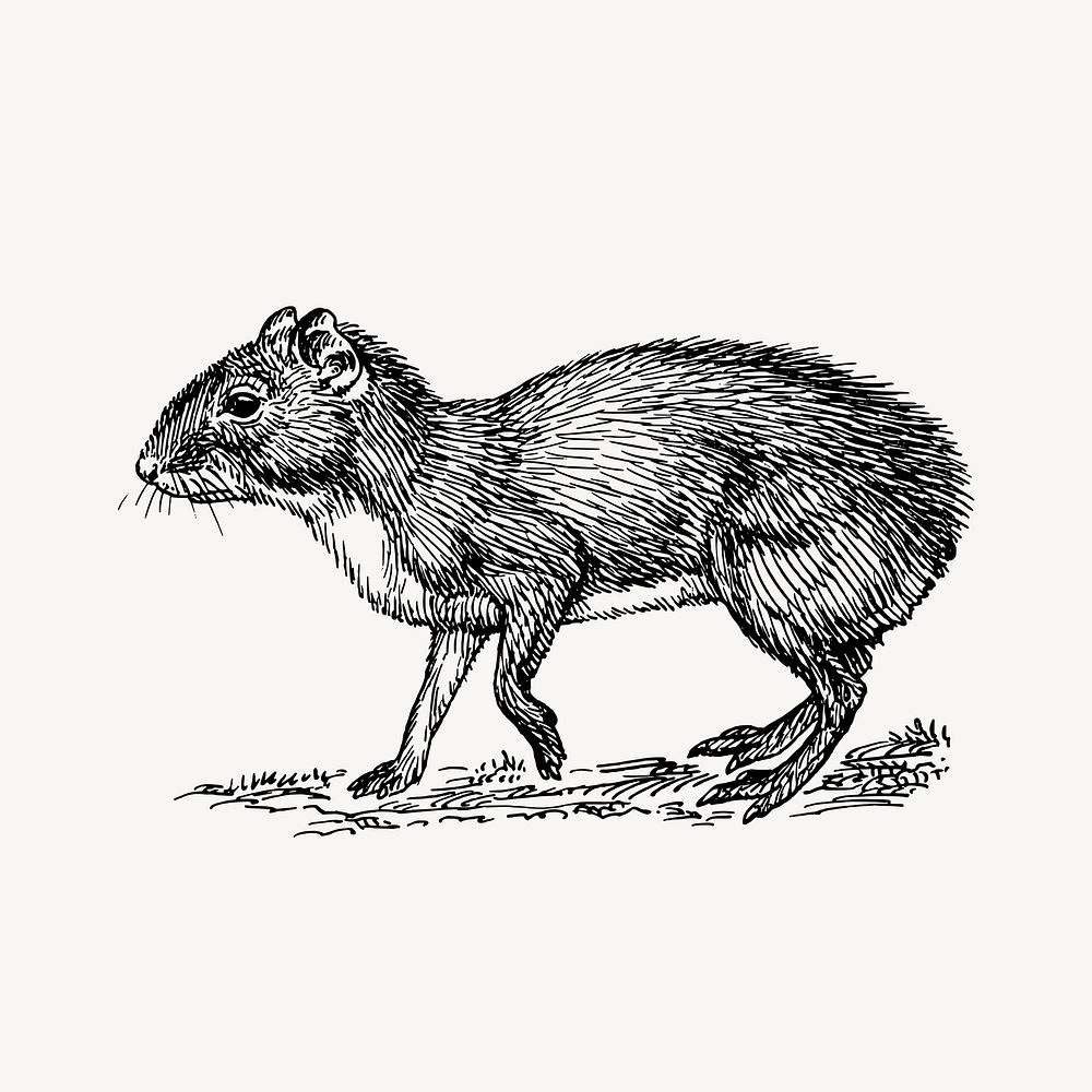 Agouti clipart, vintage animal illustration vector. Free public domain CC0 image.