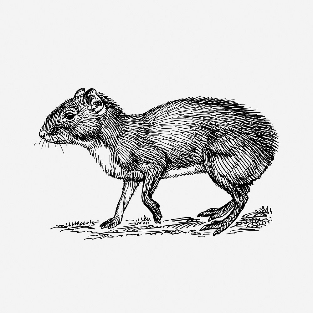 Agouti drawing, animal vintage illustration. Free public domain CC0 image.