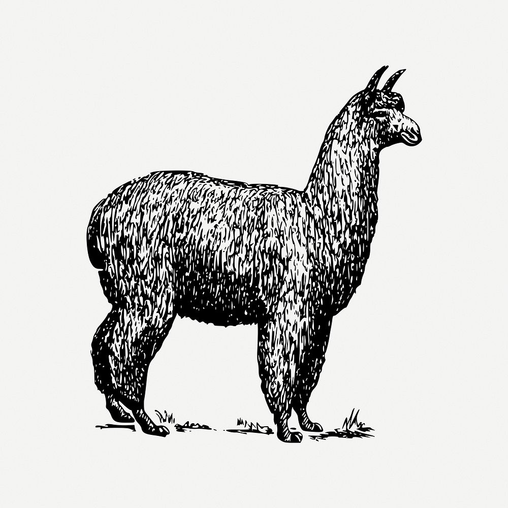 Alpaca drawing, animal vintage illustration psd. Free public domain CC0 image.