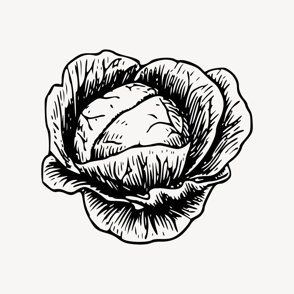 Cabbage clipart, vintage vegetable illustration vector. Free public domain CC0 image.