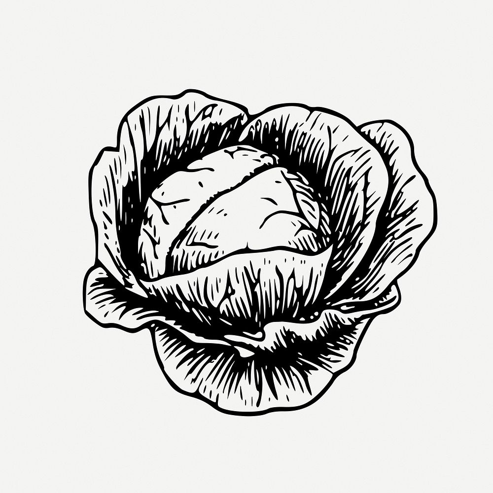 Cabbage drawing, vegetable vintage illustration psd. Free public domain CC0 image.
