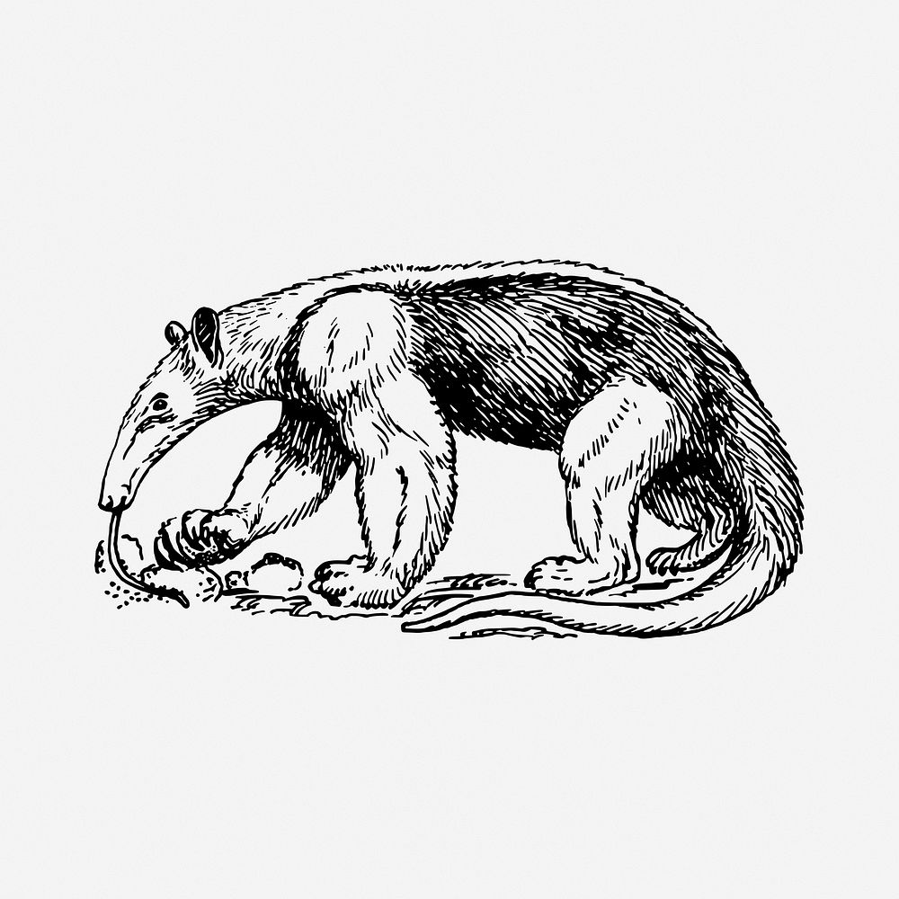 Anteater drawing, wildlife vintage illustration. Free public domain CC0 image.