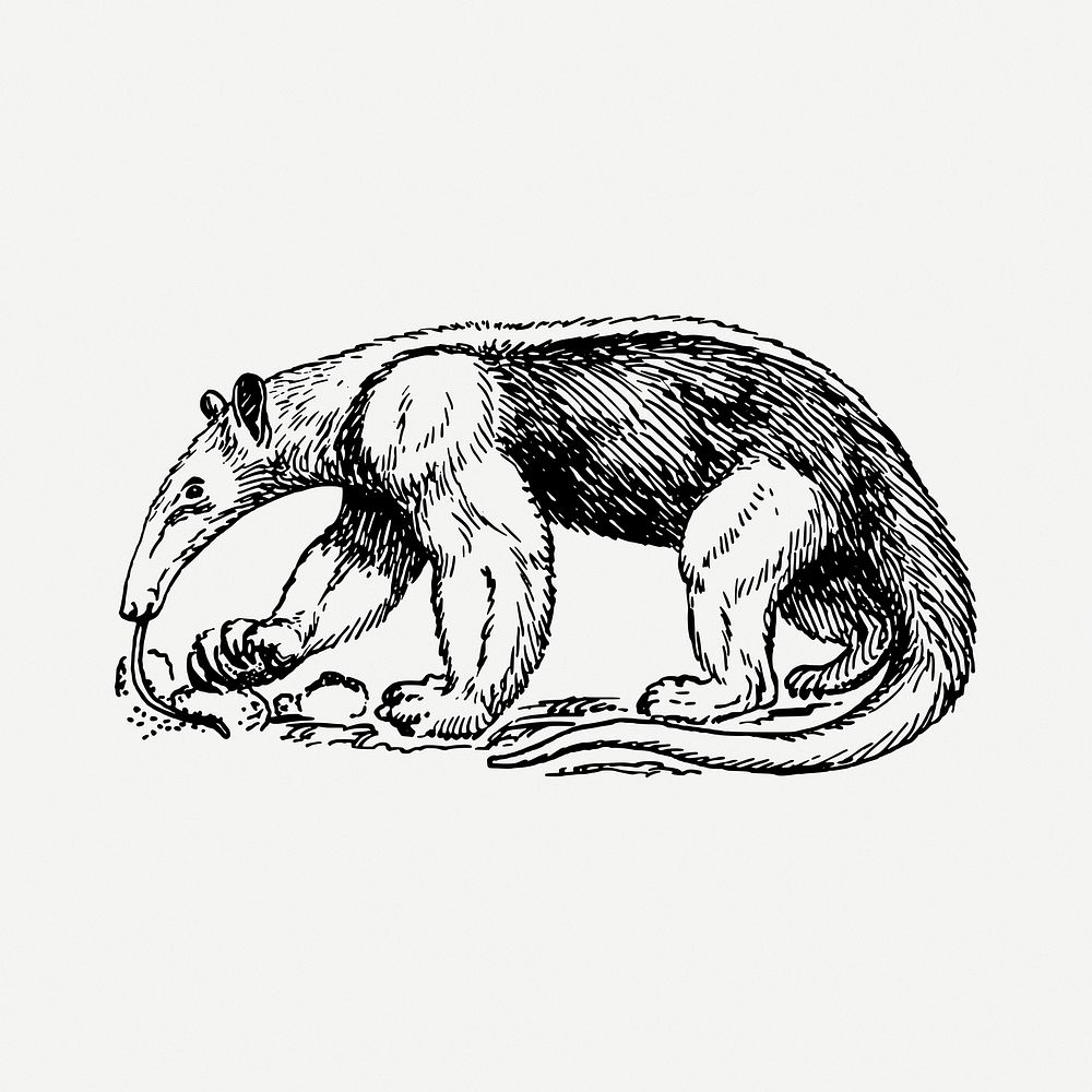 Anteater drawing, wild animal vintage illustration psd. Free public domain CC0 image.