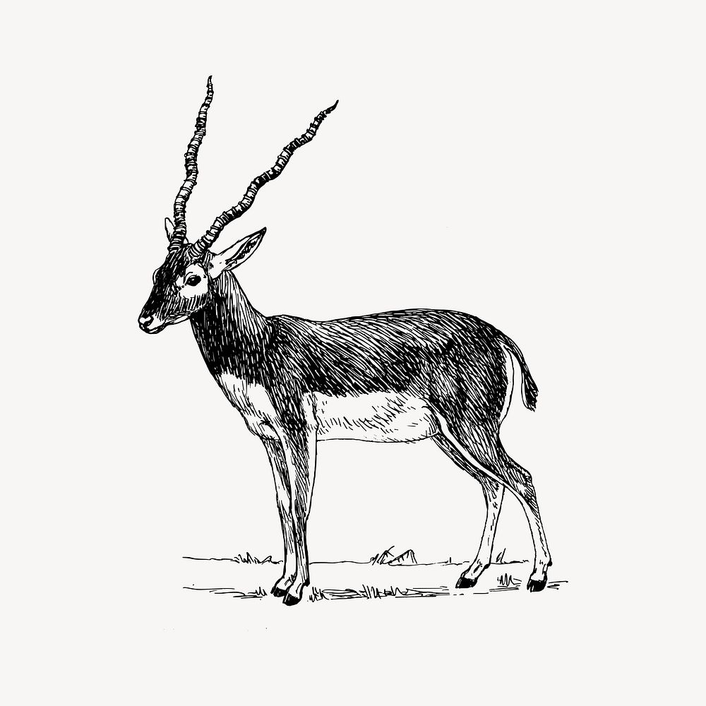 Antelope clipart, vintage wildlife illustration vector. Free public domain CC0 image.