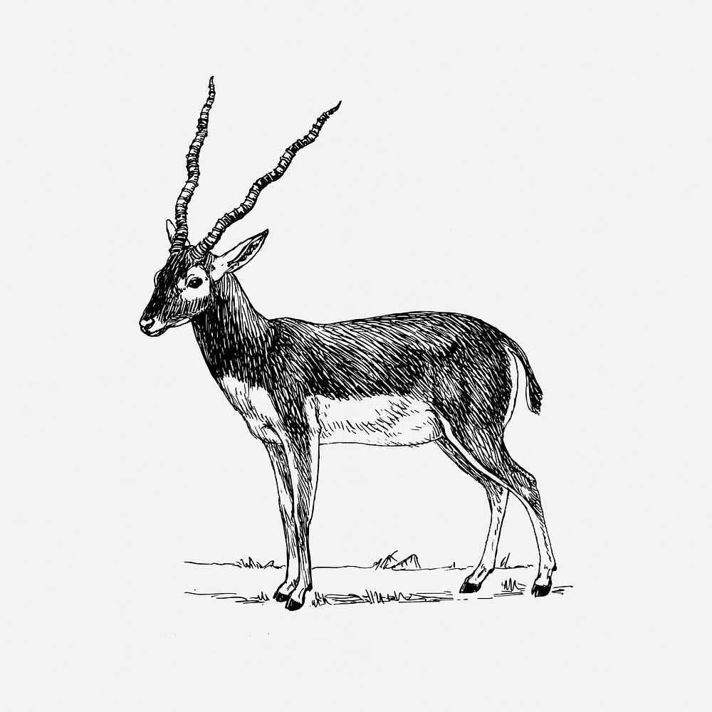 Antelope drawing, animal vintage illustration. Free public domain CC0 image.