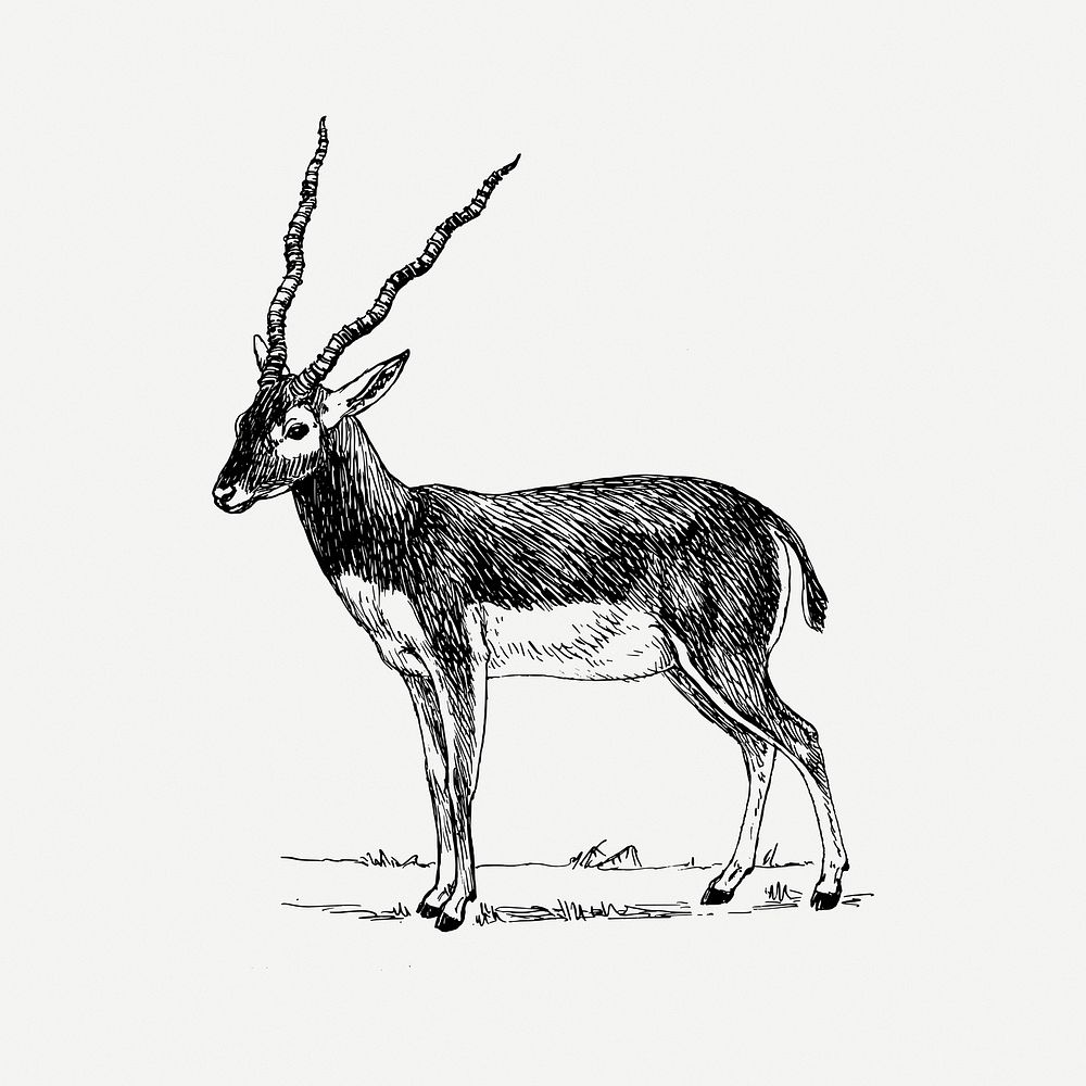 Antelope drawing, wildlife vintage illustration psd. Free public domain CC0 image.