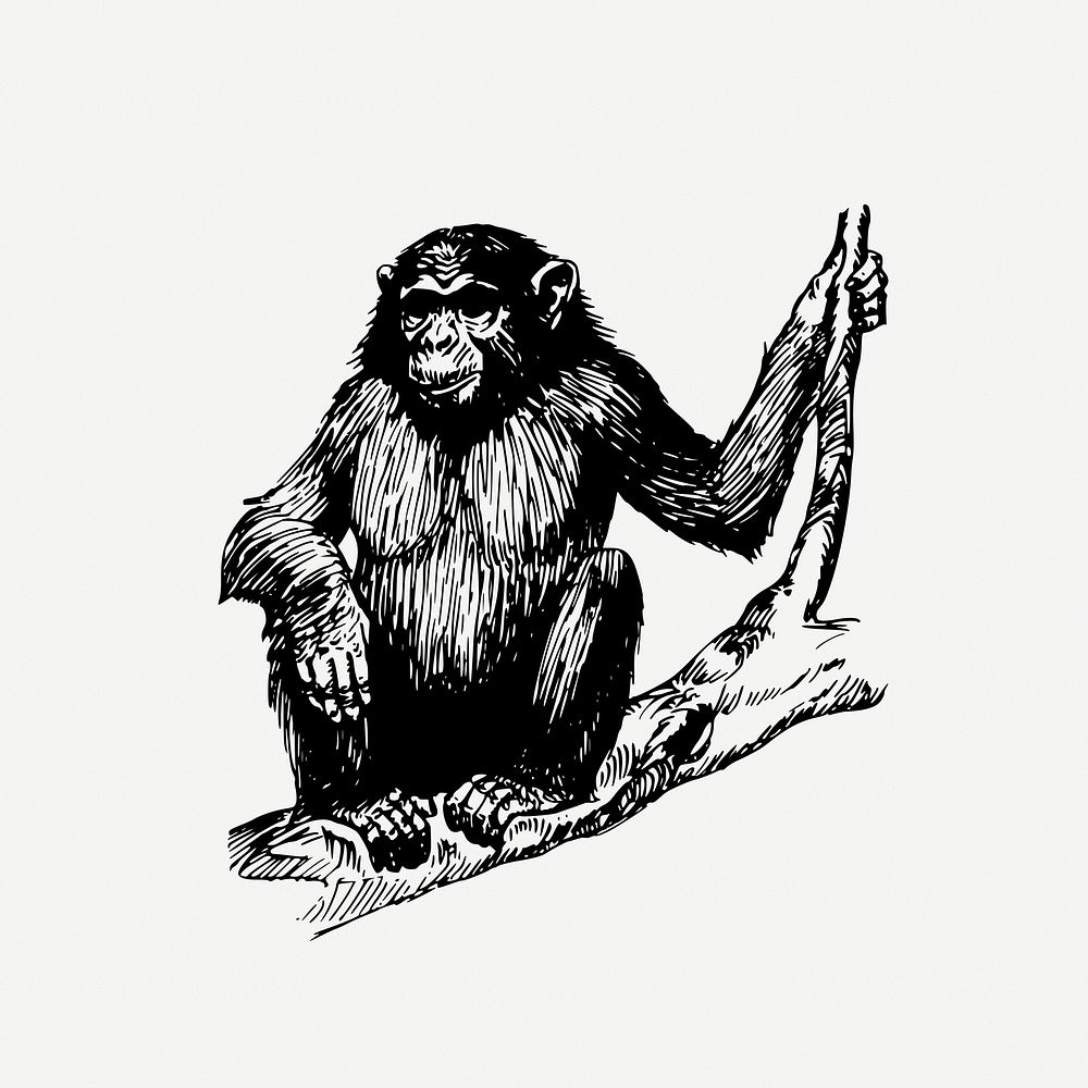 Ape drawing, wild animal vintage illustration psd. Free public domain CC0 image.