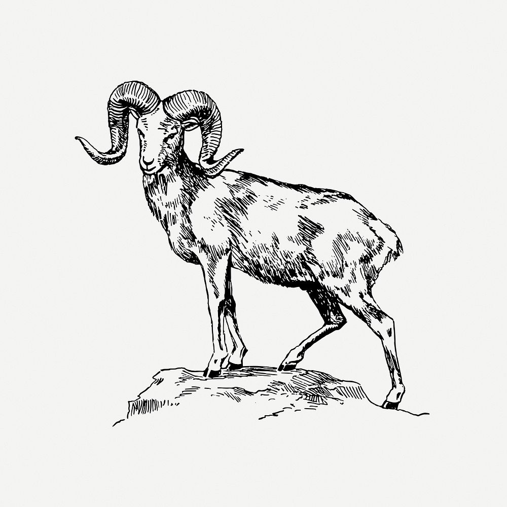 Argali drawing, wild sheep, vintage illustration psd. 