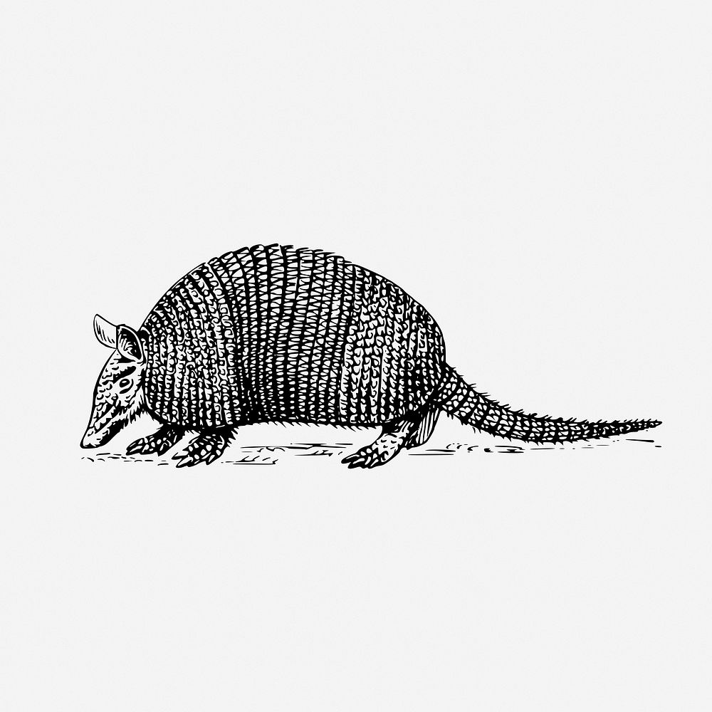 Armadillo drawing, animal vintage illustration. Free public domain CC0 image.