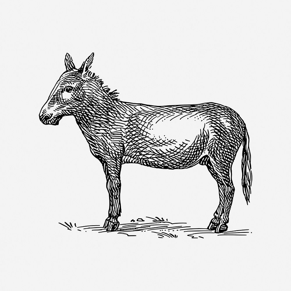Donkey drawing, farm animal, vintage illustration. Free public domain CC0 image.