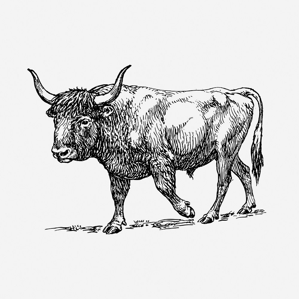 Aurochs, wild ox drawing, extinct animal vintage illustration. Free public domain CC0 image.
