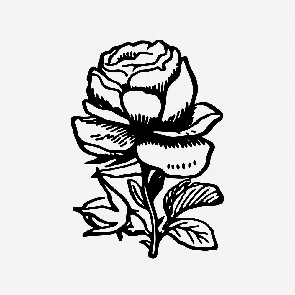 Rose flower drawing, botanical vintage illustration. Free public domain CC0 image.