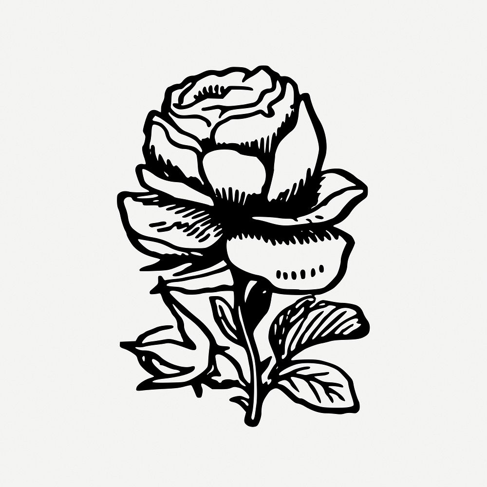 Rose flower drawing, plant vintage illustration psd. Free public domain CC0 image.