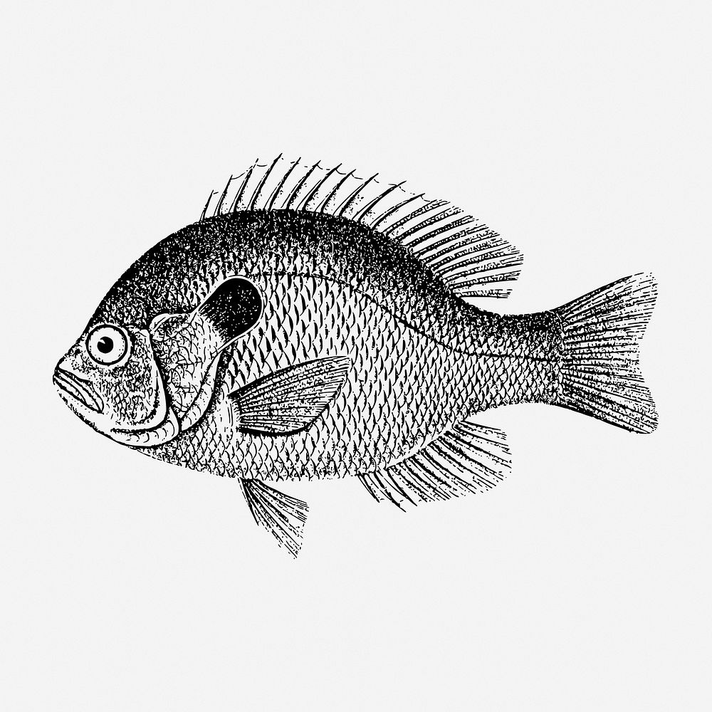 Fish drawing, sea animal, vintage illustration. Free public domain CC0 image.