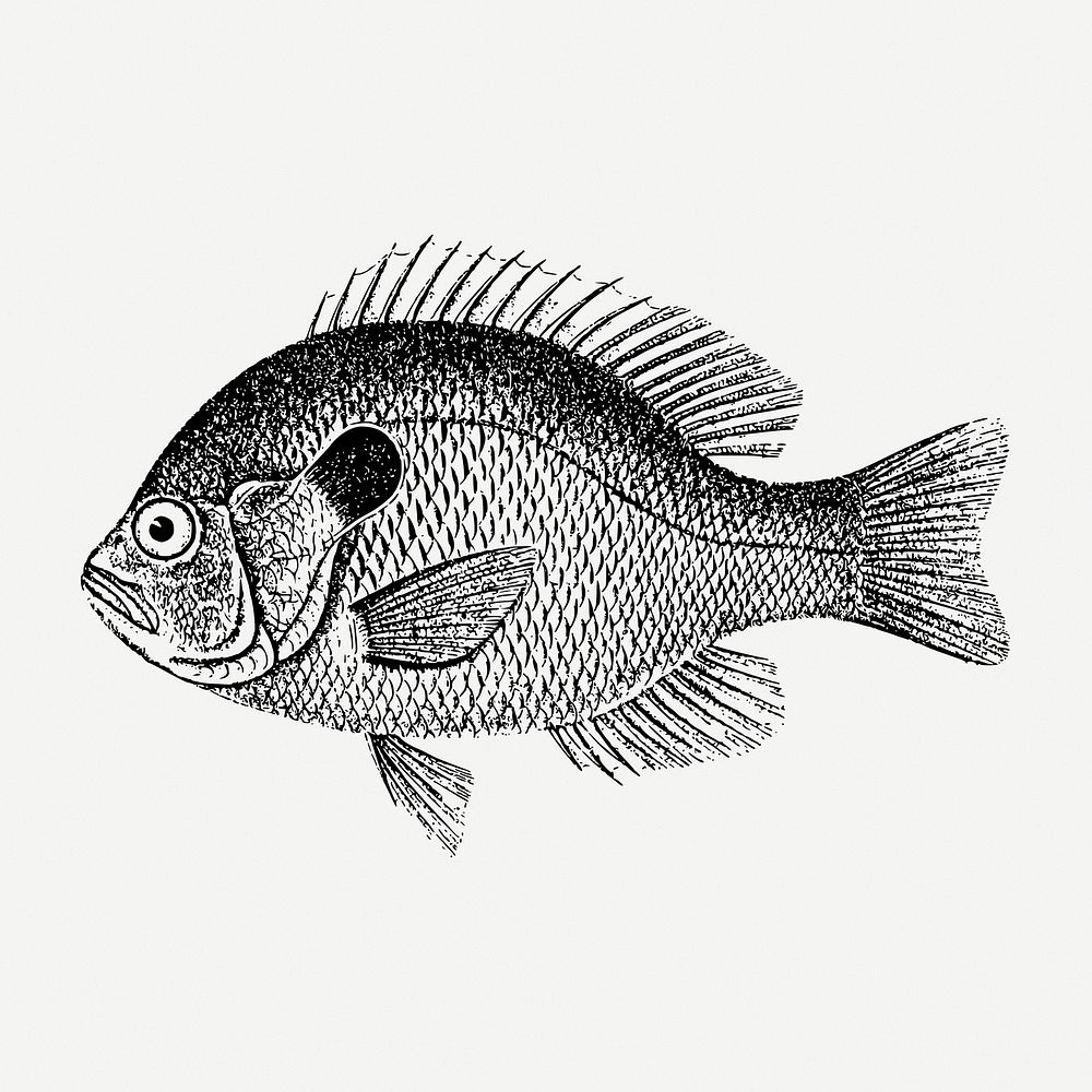 Fish drawing, sea animal, vintage illustration psd. Free public domain CC0 image.
