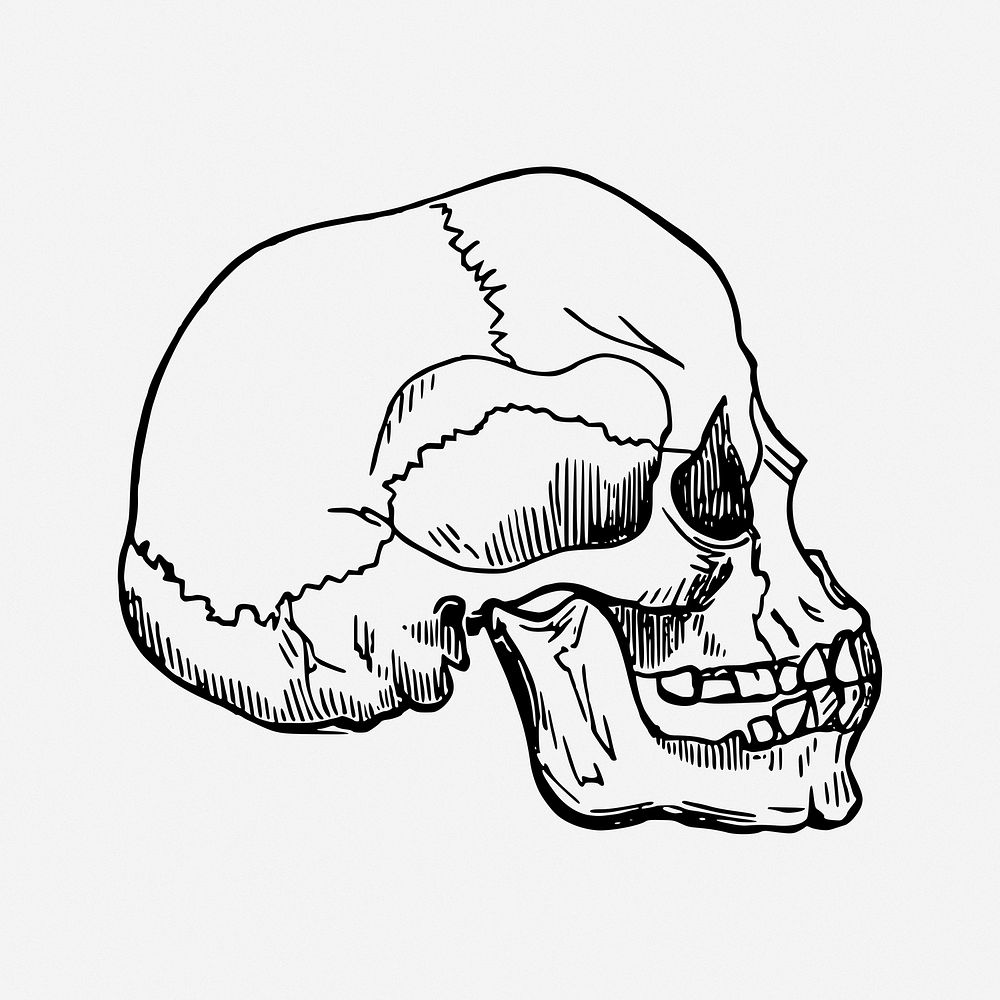 Human skull drawing, Halloween decoration, vintage illustration. Free public domain CC0 image.