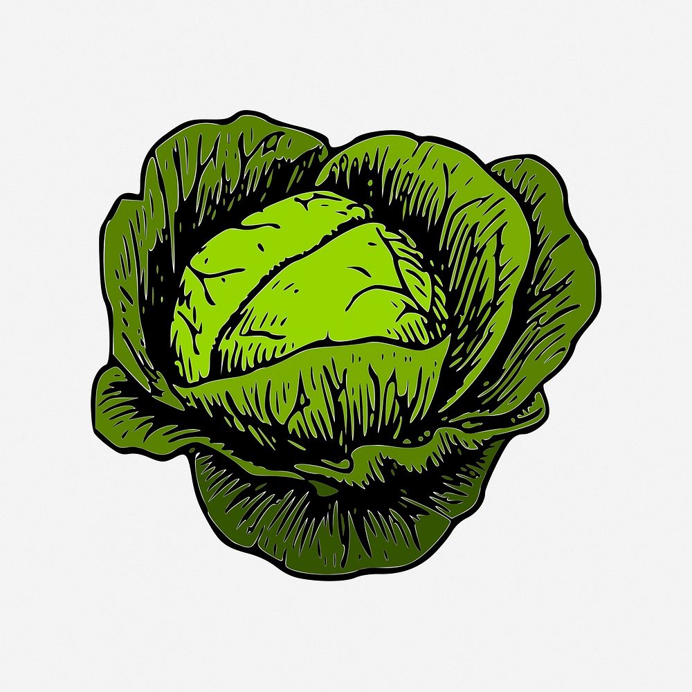 Cabbage collage element, vegetable vintage illustration. Free public domain CC0 image.