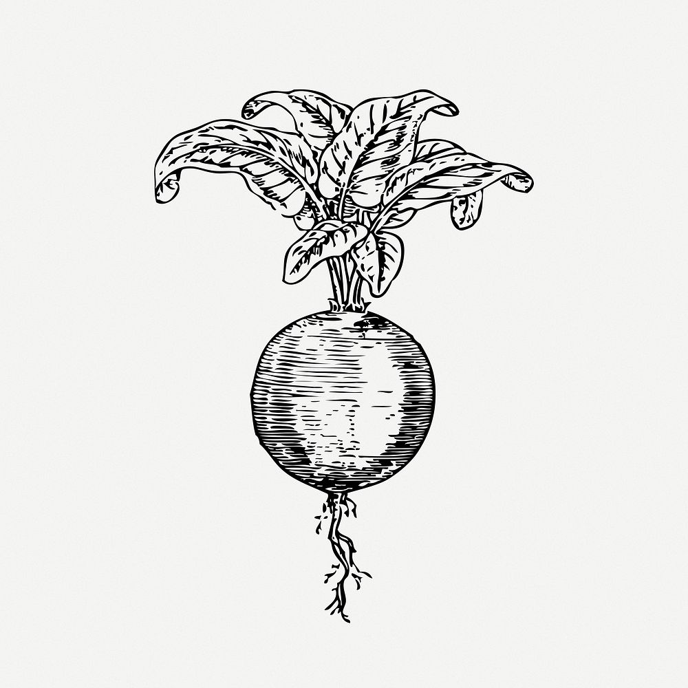 Beetroot drawing, vegetable vintage illustration psd. Free public domain CC0 image.