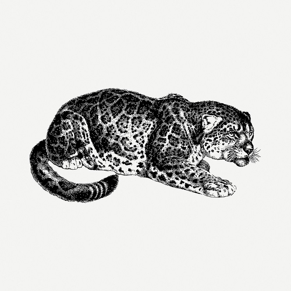 Jaguar drawing, wild animal vintage illustration psd. Free public domain CC0 image.
