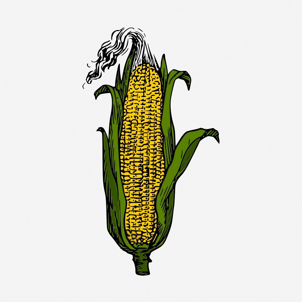 Corn clipart, vegetable vintage illustration. Free public domain CC0 image.