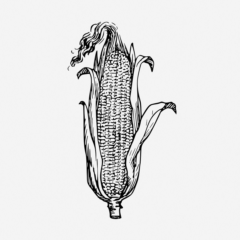 Corn drawing, vegetable vintage illustration. Free public domain CC0 image.