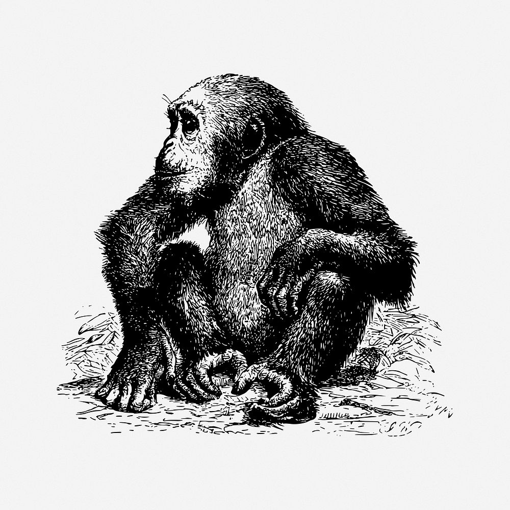 Chimpanzee monkey drawing, wild animal vintage illustration. Free public domain CC0 image.