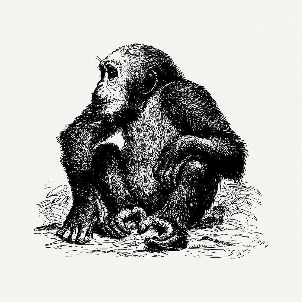 Chimpanzee monkey drawing, wildlife vintage illustration psd. Free public domain CC0 image.