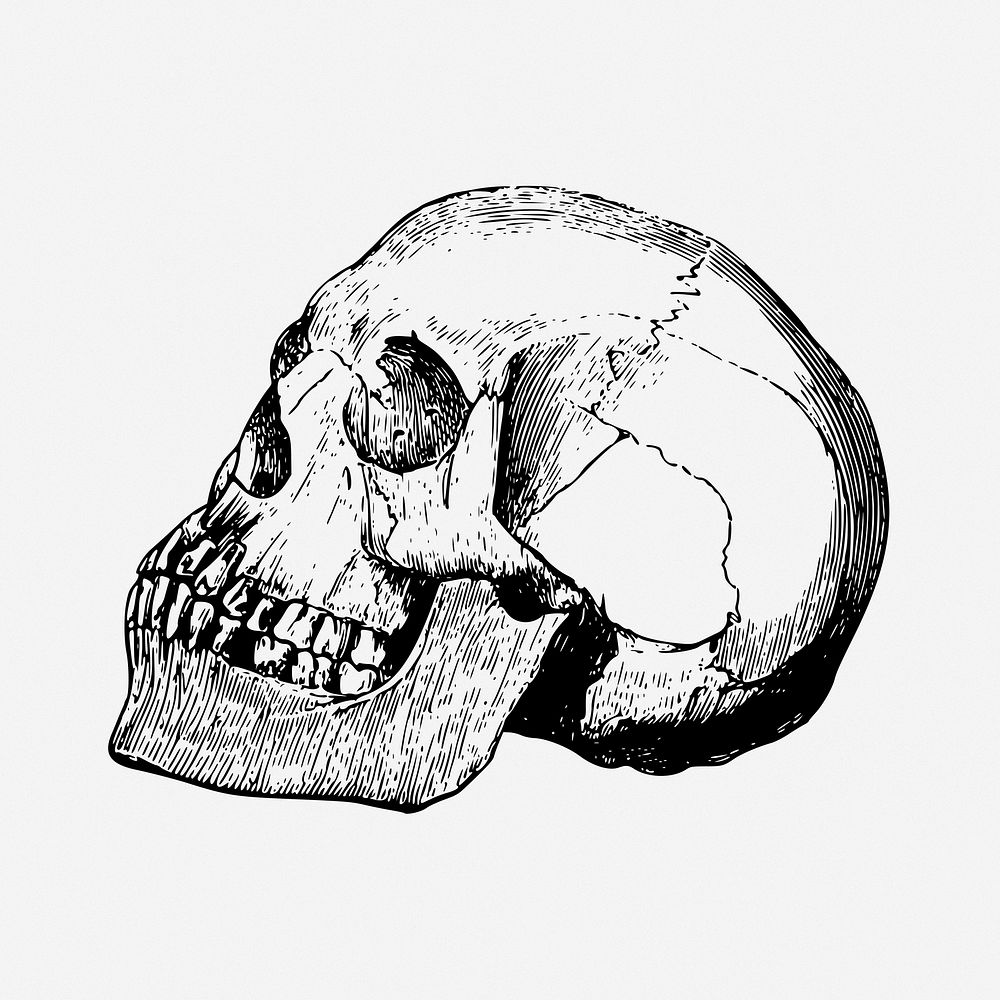 Human skull drawing, Halloween decoration, vintage illustration. Free public domain CC0 image.