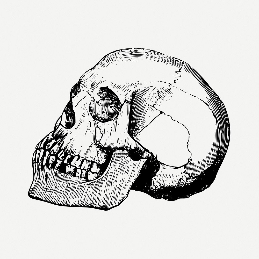 Human skull drawing, Halloween decoration, vintage illustration psd. Free public domain CC0 image.