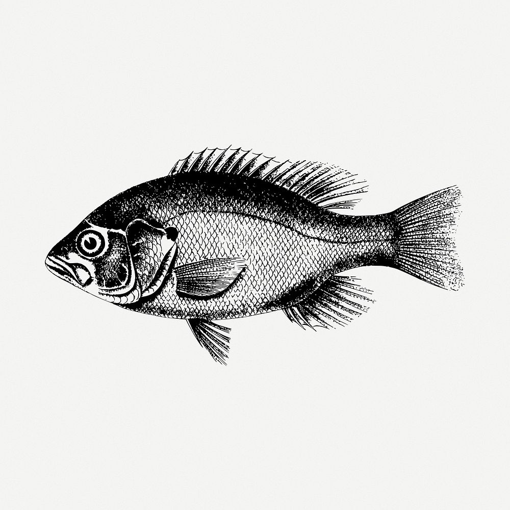 Fish drawing, sea animal, vintage illustration psd. Free public domain CC0 image.