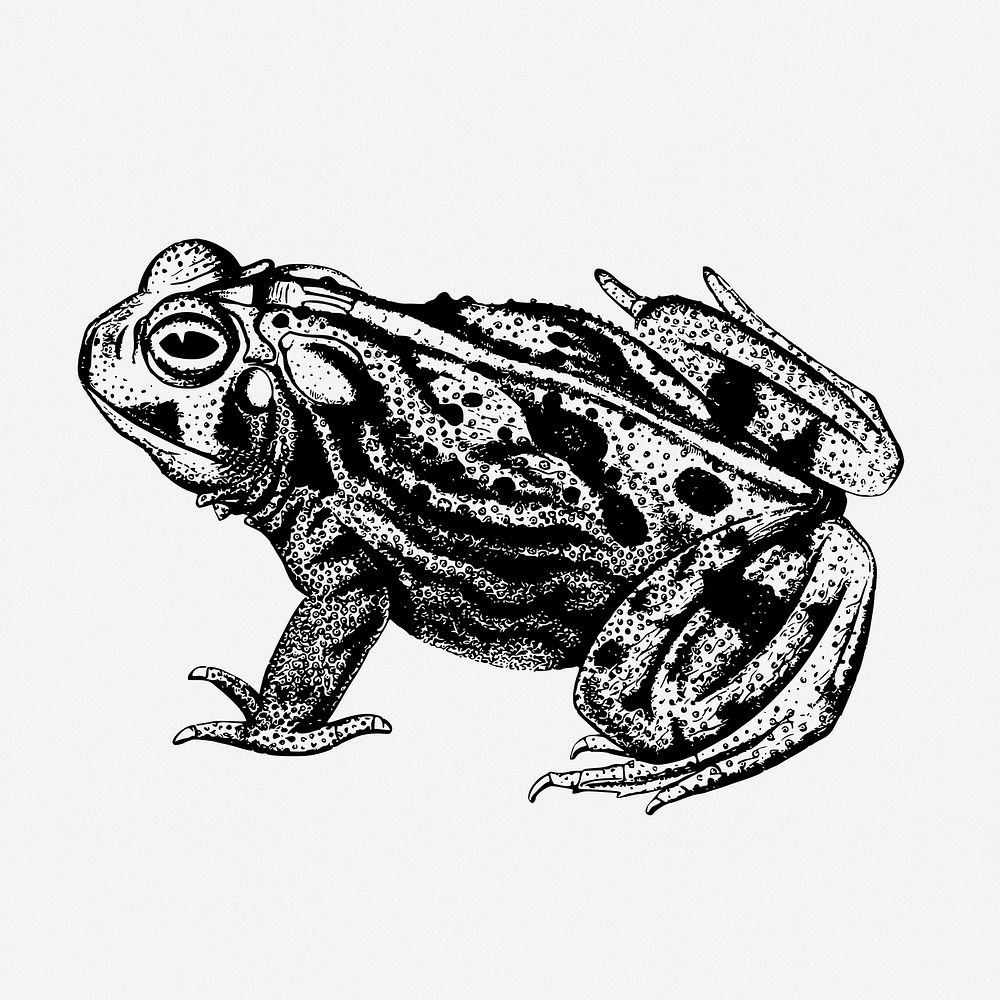 Great plains toad drawing, animal vintage illustration. Free public domain CC0 image.