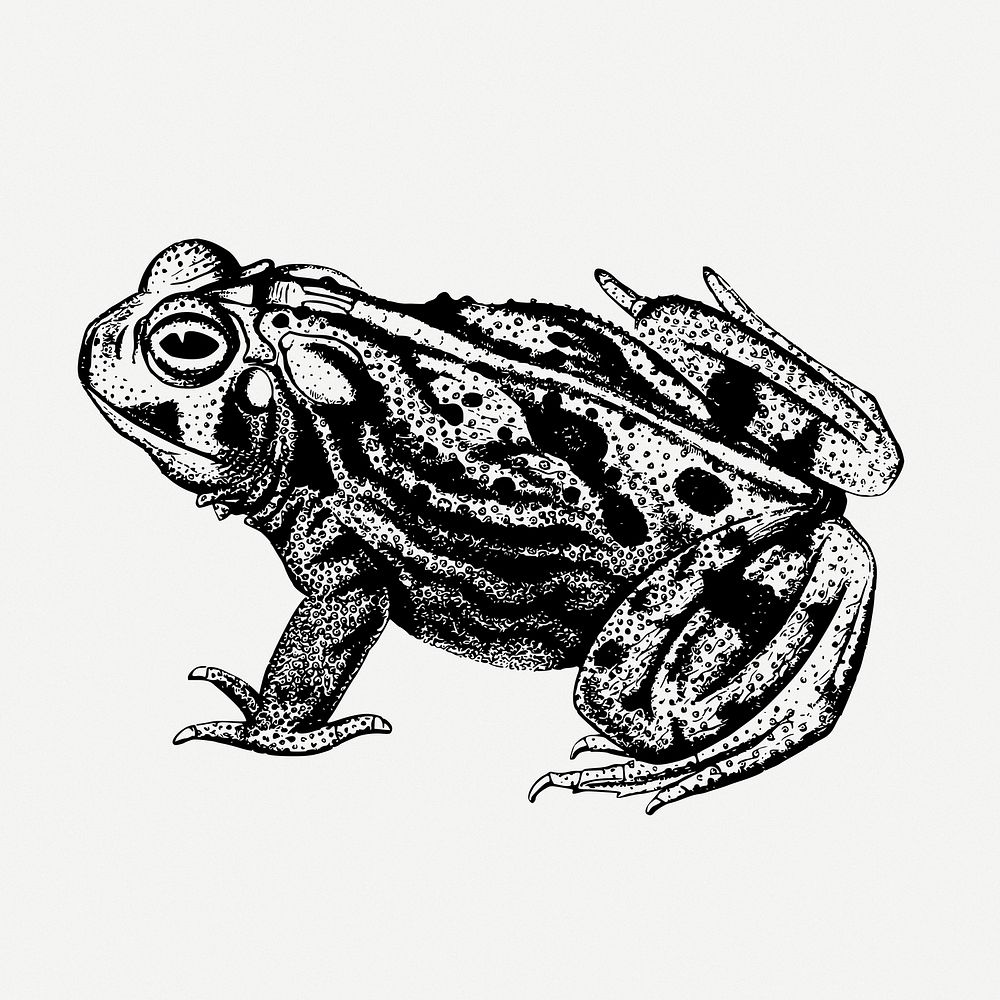 Great plains toad drawing, animal vintage illustration psd. Free public domain CC0 image.