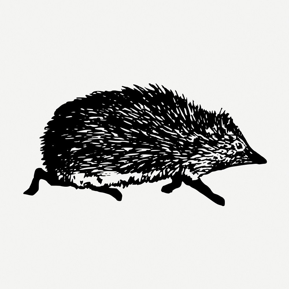 Hedgehog drawing, animal vintage illustration psd. Free public domain CC0 image.