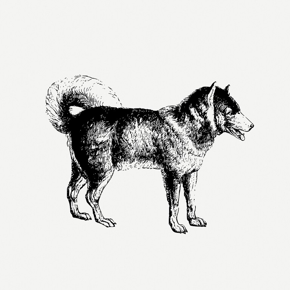 Siberian Husky dog drawing, animal vintage illustration psd. Free public domain CC0 image.