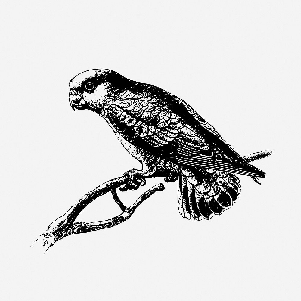 Pygmy parrot drawing, bird vintage illustration. Free public domain CC0 image.