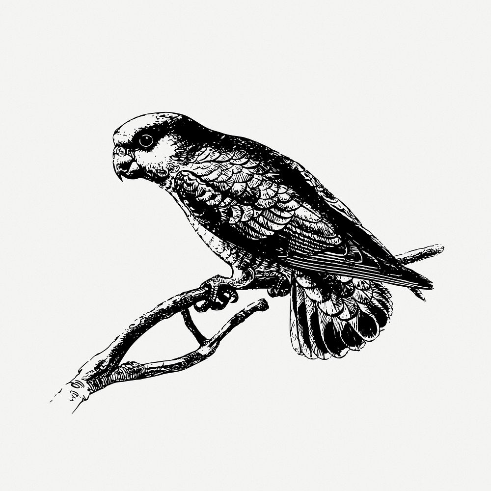 Pygmy parrot drawing, bird vintage illustration psd. Free public domain CC0 image.