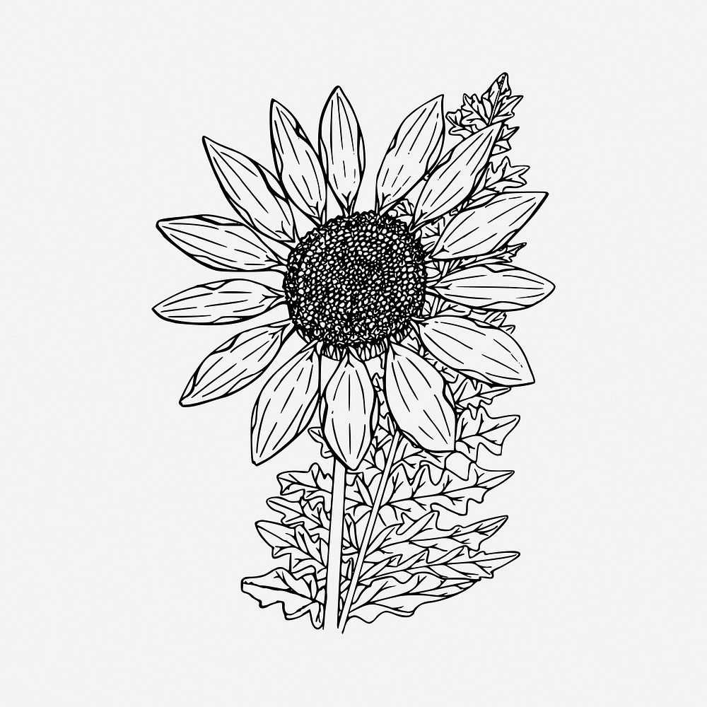 Sunflower drawing, flower vintage illustration. Free public domain CC0 image.