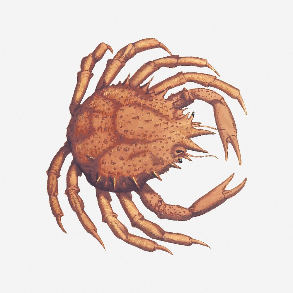 Crab drawing, sea life, vintage illustration. Free public domain CC0 image.