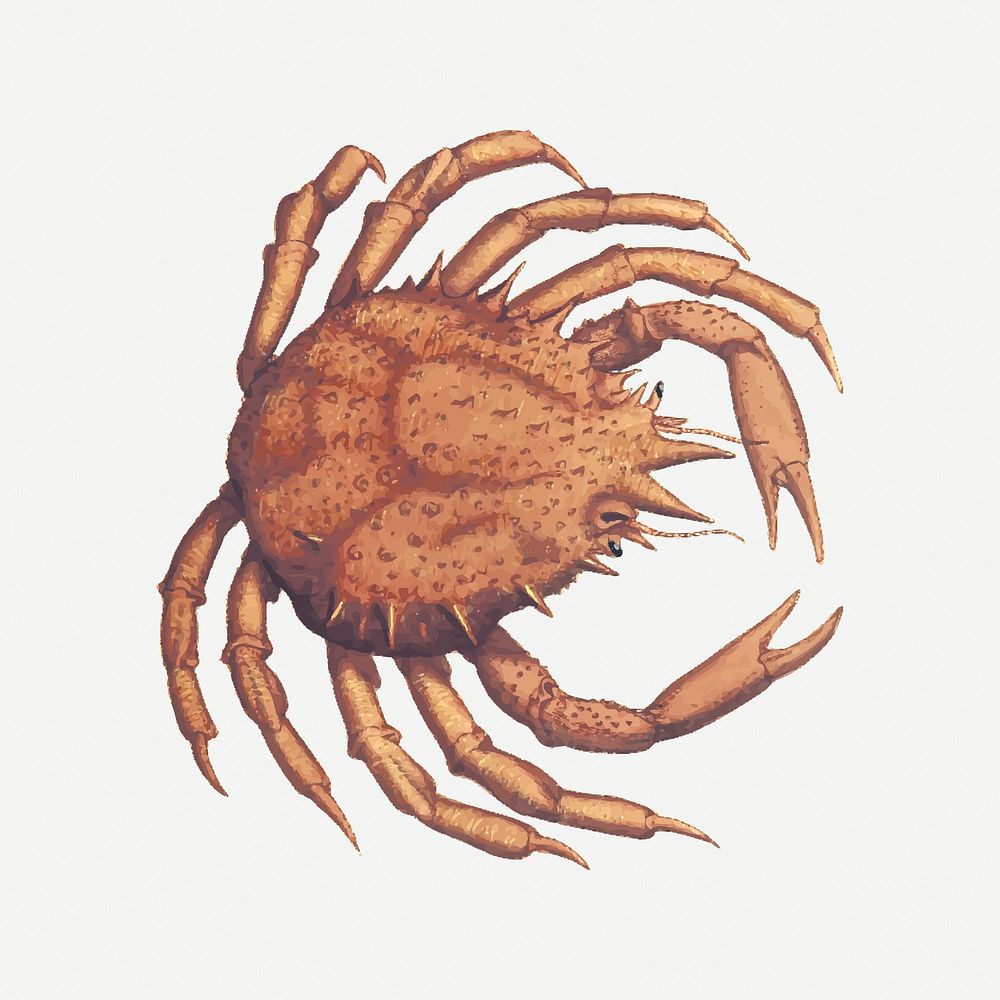 Crab drawing, sea animal, vintage illustration psd. Free public domain CC0 image.